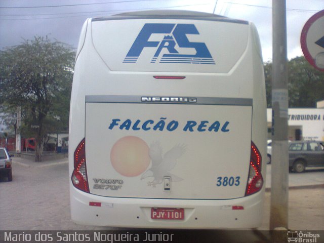 Falcão Real 3803 na cidade de Piritiba, Bahia, Brasil, por Mario dos Santos Nogueira Junior. Número da foto: #5643673.