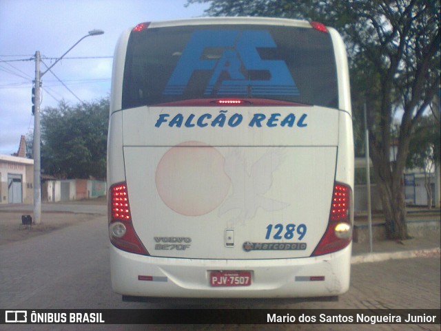 Falcão Real 1289 na cidade de Piritiba, Bahia, Brasil, por Mario dos Santos Nogueira Junior. Número da foto: #6194027.