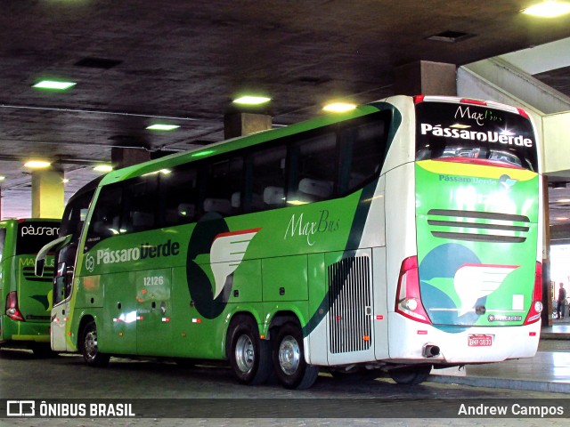 Pássaro Verde 12126 na cidade de Belo Horizonte, Minas Gerais, Brasil, por Andrew Campos. Número da foto: #6251992.