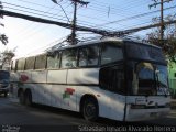 Pullman Setter  na cidade de Santiago, Santiago, Metropolitana de Santiago, Chile, por Sebastián Ignacio Alvarado Herrera. Número da foto: #5809651.