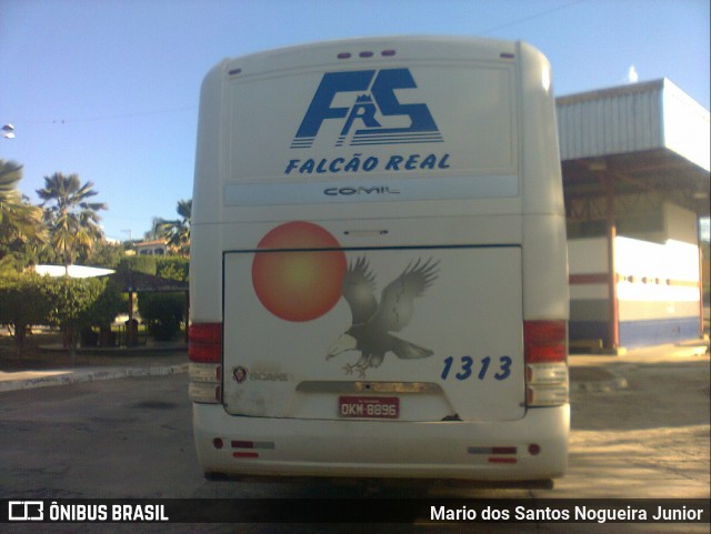 Falcão Real 1313 na cidade de Piritiba, Bahia, Brasil, por Mario dos Santos Nogueira Junior. ID da foto: 6008542.